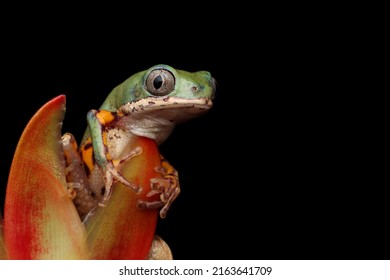 Phyllomedusa Hypochondrialis Closeup On Red Bud, Northern Orange-legged Leaf Frog Or Tiger-legged Monkey Frog Closeup On Red Bud