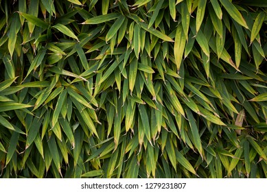 Phyllostachys Aurea, Bamboo Hedge