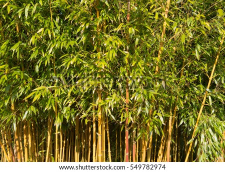 Phyllostachys aureosulcata 'forma spectabilis' (Showy Yellow Groove Bamboo) in a Garden in Rural Devon, England, UK