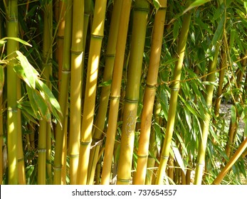 Download Yellow Groove Bamboo Images Stock Photos Vectors Shutterstock PSD Mockup Templates