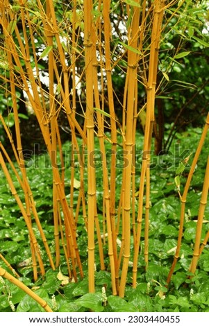 Phyllostachys vivax 'Aureocaulis', bamboo with yellow stems