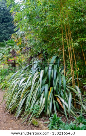 Phyllostachys vivax aureocaulis and Phormium cookianum tricolor in exotic garden.