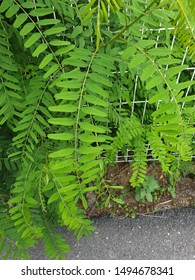 Phyllotaxis With Round And Longish Leaves Is Opposite