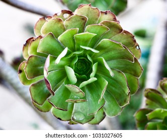 Phyllotaxis In A Succulent 