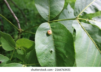 A Phylloxera Gall on a Shagbark Hickory Leaf