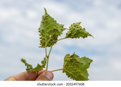 Phylloxera, white and red grape disease.