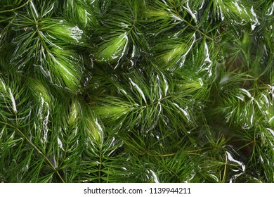 Phylum Charophyta In Water