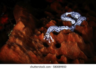 Phylum Nemertea, Ribbon worm