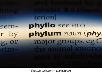 Phylum Word In A Dictionary. Phylum Concept.