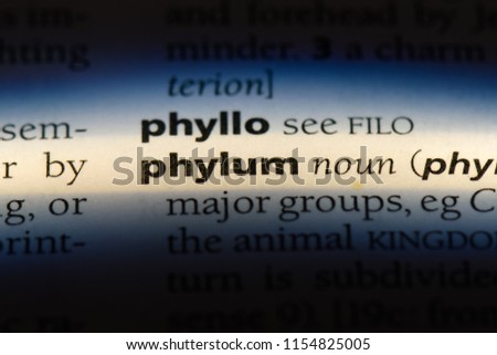 phylum word in a dictionary. phylum concept.