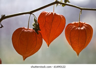 physalis