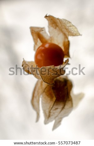 Similar – Kleine Blüten von Arbutus unedo in der Natur