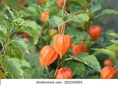 Japanese Bladder Cherry High Res Stock Images Shutterstock