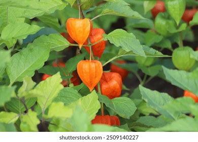 Physalis alkekengi. Physalis or chinese lantern plants. - Powered by Shutterstock