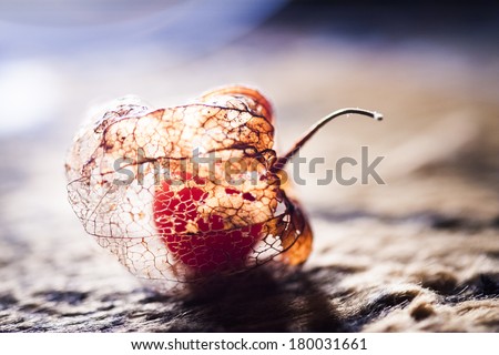 Similar – Physalis Frucht im Garten.