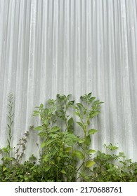 Physalis Angulata (cutleaf Groundcherry) On White Wall 
