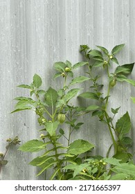 Physalis Angulata (cutleaf Groundcherry) On White Wall 
