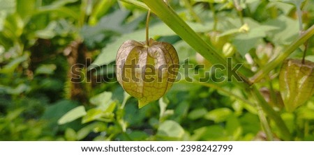 Physalis angulata lantern plant. A close-up of a Physalis angulata lantern plant, also known as a Chinese lantern, hanging from a branch. The plant is green with leaves, and the lantern fruit is brigh
