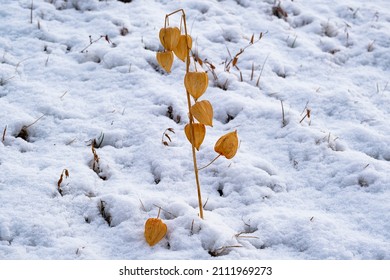 Physalis berry in the snow, contrast of autumn and winter colors. Branch with physalis berries on a background of snow.