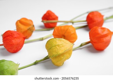 Physalis branches with colorful sepals on white background, closeup - Shutterstock ID 2056576235