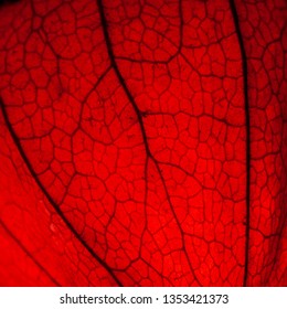 physalis close up of a distinctive pattern background
