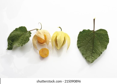 Physalis fruit