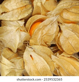 Physalis, groundcherrie background and texture