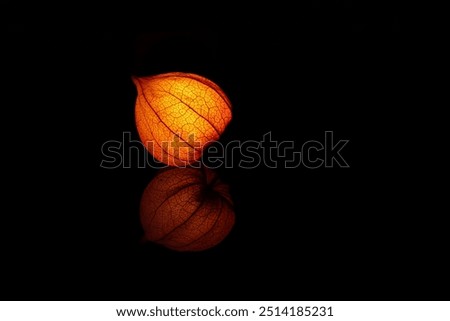 Physalis Lantern with Reflection on Black Background