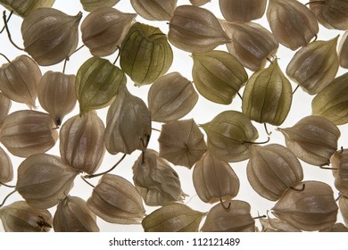 Physalis on white background