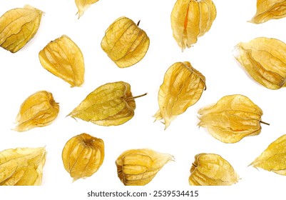 Physalis pattern, groundcherrie isolated on white, top view