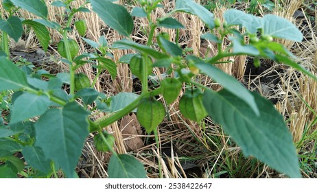 Physallis Peruviana L grows well in used rice fields