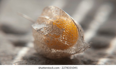 Physalys orange berry inside sepals shell - Shutterstock ID 2278331041