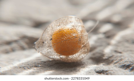 Physalys orange berry inside sepals shell - Shutterstock ID 2278331049
