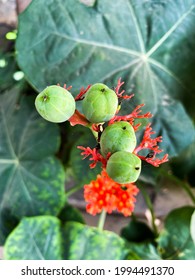 Physic Nut, Purging Nut Or Barbadose Nut (Jatropha Curcas L.) Agriculture Farming, Fruitage In The Trees. Vegetable Oil Refining, Vegetable Oil Fuel. Biofuel. Close. Shallow Dept Of Field.