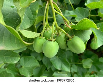 Physic Nut, Purging Nut Or Barbadose Nut (Jatropha Curcas L.) Agriculture Farming, Vegetable Oil Refining, Vegetable Oil Fuel.
In Ayurveda, Named As Dravanti And Used As Purgative.