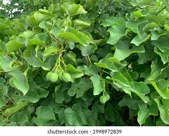 Physic Nut, Purging Nut Or Barbadose Nut (Jatropha Curcas L.) Agriculture Farming, Vegetable Oil Refining, Vegetable Oil Fuel.
In Ayurveda, Named As Dravanti And Used As Purgative.