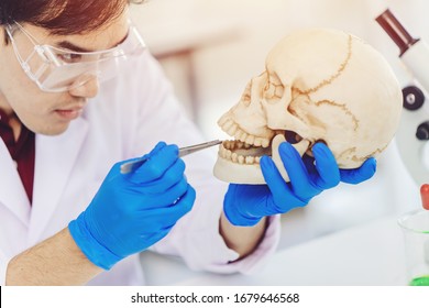 Physical Anthropology Scientist Study Human Teeth In Ancient Skull To Define Bone Age In Science Lab 