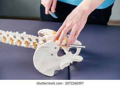 Physical therapist pointing at SI sacroiliac joint on Flexible Chiropractic Spine Model, Instrument assisted soft tissue mobilization technique for soft tissue treatment