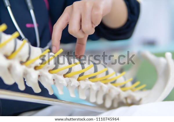 Physical therapist\
Supports the lateral spine model and finger focus to Thoracic\
section with the spine\
disc.