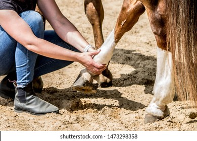 physical therapy for horse, Exercise and regeneration for horses, woman is working with horse for therapy, examining and treating the tendons of the horse leg. Equine physiotherapy, massage, equine
