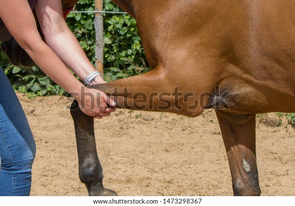 physical\
therapy for horse, Exercise and regeneration for horses, woman is\
working with horse for therapy, massage,\
equine