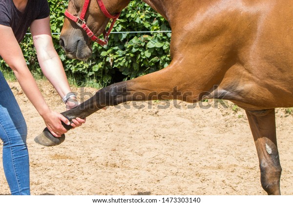 physical\
therapy for horse, Exercise and regeneration for horses, woman is\
working with horse for therapy, equine,\
massage