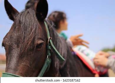 Physical Therapy With Outdoor Brown Horse, Equine Therapy