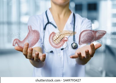 The physician shows the internal organs of digestion of a person on the blurred background.