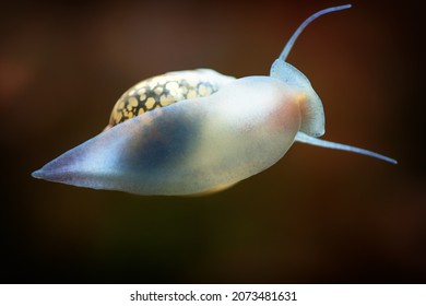 Physidae snail, bladder snails, family of air breathing freshwater snails, aquatic pulmonate gastropod molluscs. Aquascaping Animal macro close up photography with a focus gradient, soft background.