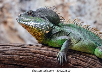 9,260 Southeast asia rainforests animals Images, Stock Photos & Vectors ...