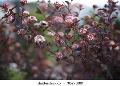 Physocarpus Diabolo With Flowers