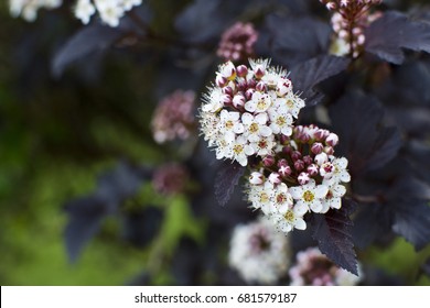 Physocarpus Opulifolius Diablo Stock Photo (Edit Now) 681579187