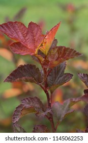 Physocarpus Opulifolius Diabolo.