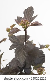 Physocarpus Opulifolius Diabolo